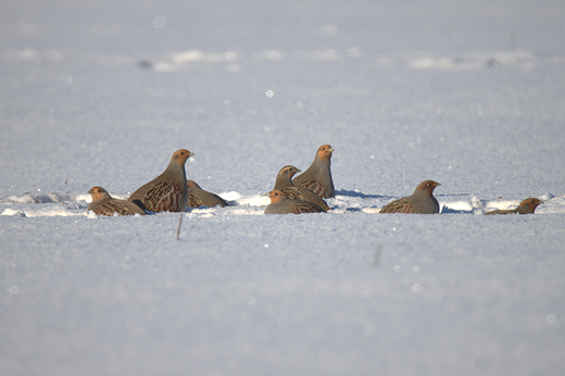 Kuropatwa Perdix perdix