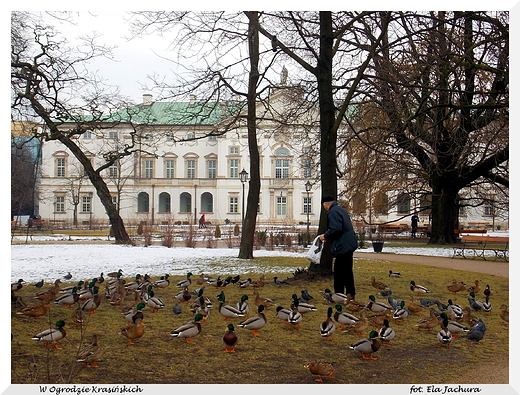 Warszawa. W Ogrodzie Krasiskich.