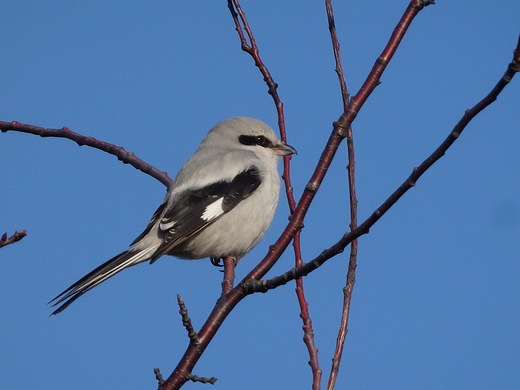 Lanius excubitor . Srokosz