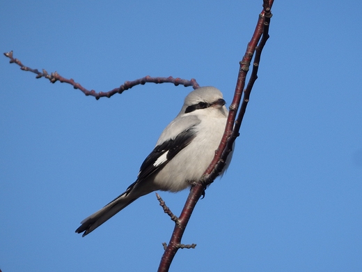 Lanius excubitor . Srokosz