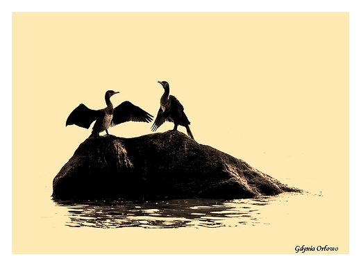Gdynia Orowo - kormorany