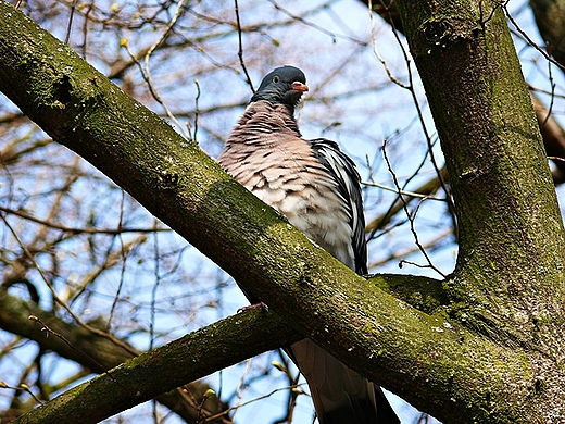 Gob. Park Koobrzeg