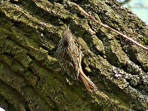 Pezacz ogrodowy. Park Koobrzeg