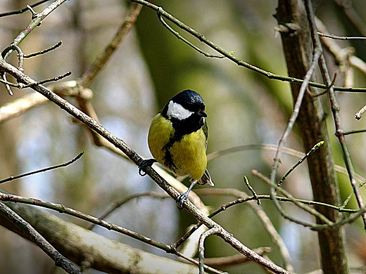 Sikora bogatka. Park w Koobrzegu