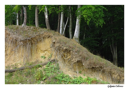 Gdynia Orowo - klif