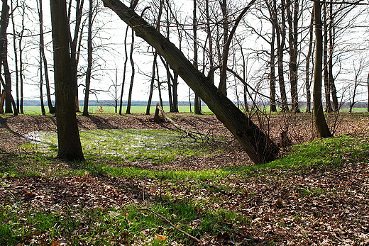 Dawny park. Rzeszwek