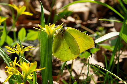 Wiosenna uczta. Rzeszwek