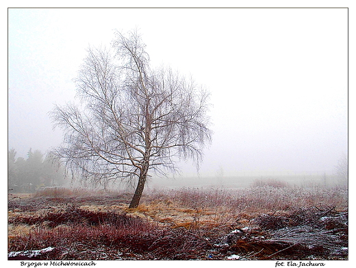 Michaowice. Brzoza.