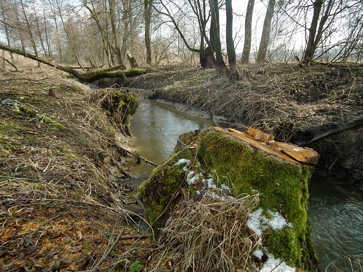 Rzeka Wynica