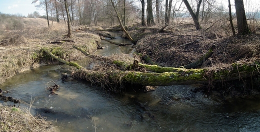 Rzeka Wynica