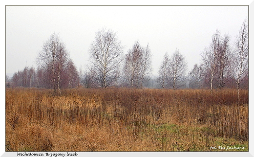 Michaowice. Brzozowy lasek.