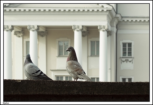 Kalisz - gobki na brzegu Prosny _ w tle Teatr