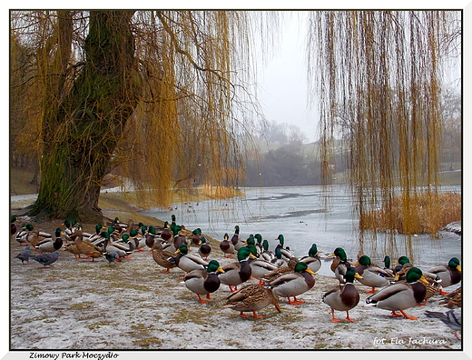 Warszawa. Zimowy Park Moczydo