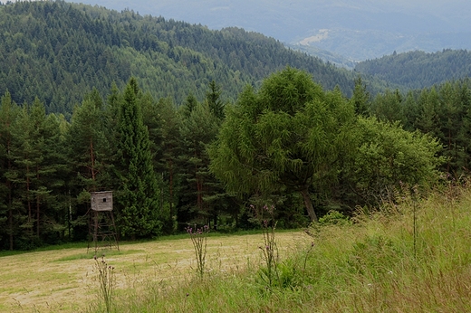 egiestw - w pobliu kapliczki w. Huberta