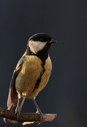 Bogatka zwyczajna, bogatka, sikora bogatka Parus major