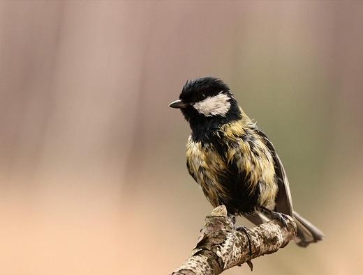 Bogatka zwyczajna, bogatka, sikora bogatka Parus major