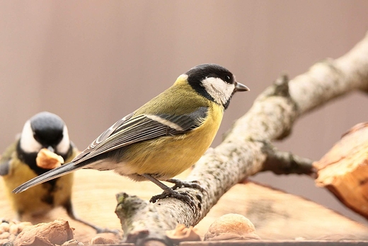 Bogatka zwyczajna, bogatka, sikora bogatka Parus major