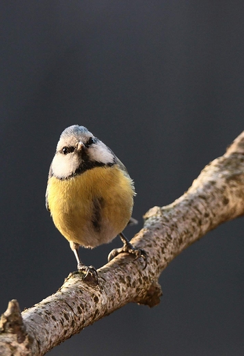 Sikora modraszka Cyanistes caeruleus