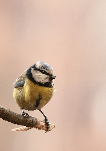 Sikora modraszka Cyanistes caeruleus