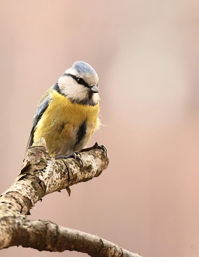 Sikora modraszka Cyanistes caeruleus