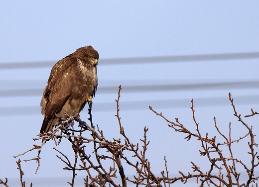 Myszow Buteo buteo