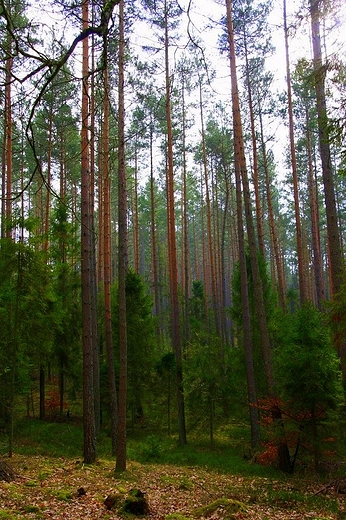Podlborskie lasy.