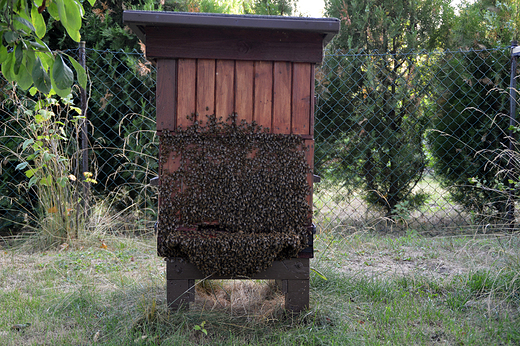 Krapkowice - pszczoy na ulu