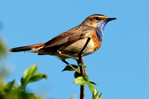 Podrniczek Luscinia svecica  Dolina Noteci