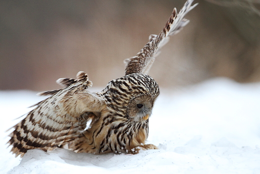 Puszczyk uralski  Strix uralensis