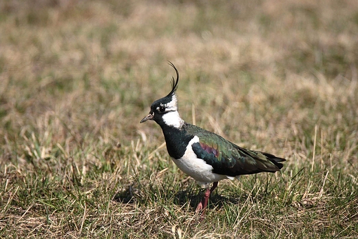 Czajka Vanellus vanellus