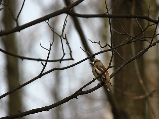 Grubodzib zwyczajnyCoccothraustes coccothraustes