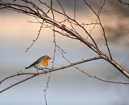 Rudzik, rudzik zwyczajny, raszka Erithacus rubecula