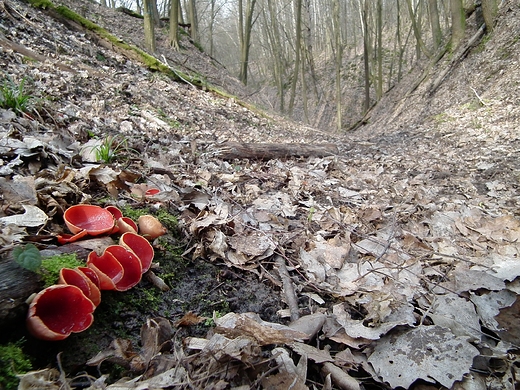 Czarki szkaratne-25.03.2016 r.