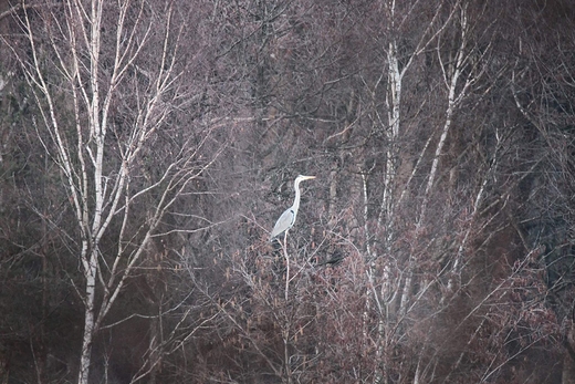 Czapla siwa Ardea cinerea