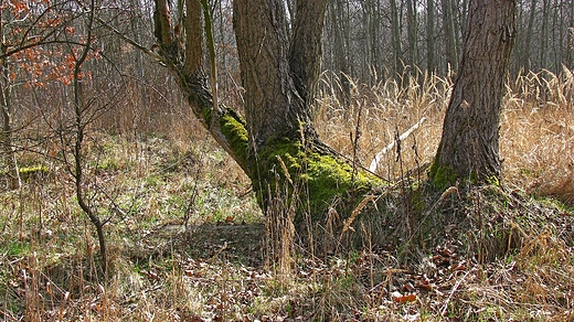 Na terenie miejskim