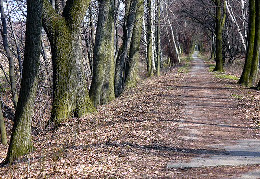 Wiosenny spacer w okolicach Goczakowic Zdroju.