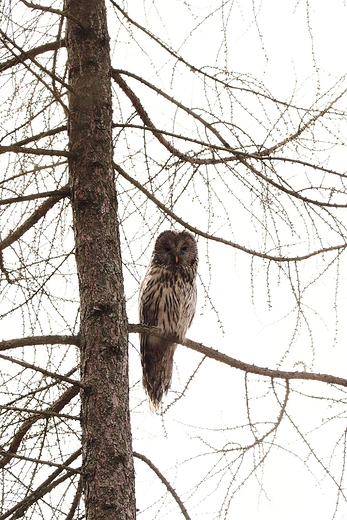 Puszczyk uralski Strix uralensis