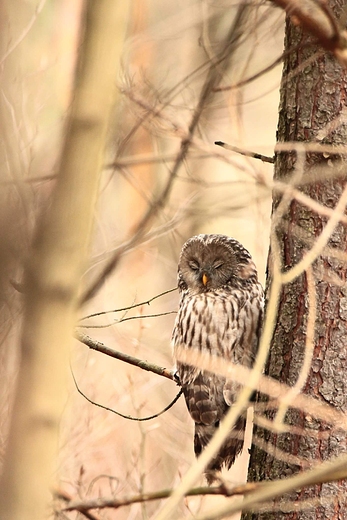 Puszczyk uralski Strix uralensis