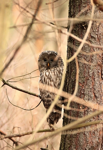 Puszczyk uralski Strix uralensis