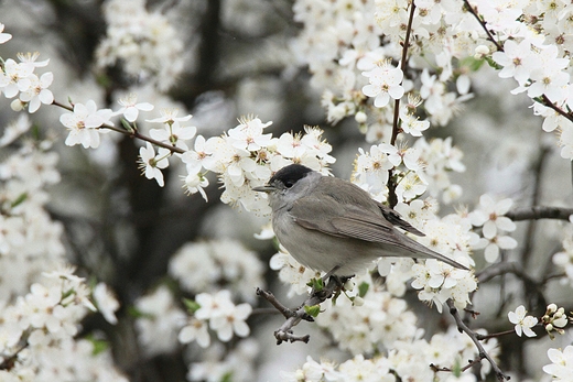 Kapturka Sylvia atricapilla