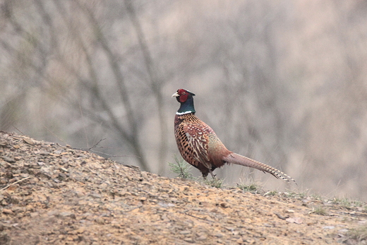 Baant zwyczajny Phasianus colchicus