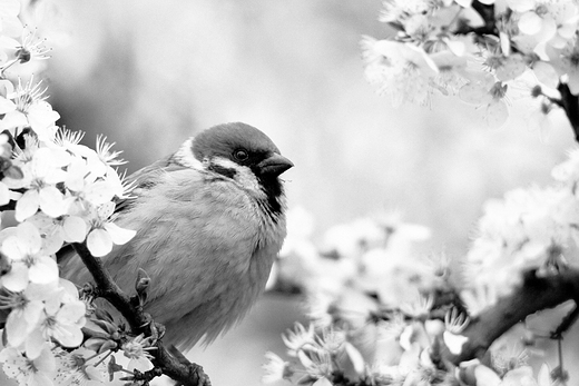 Mazurek Passer montanus