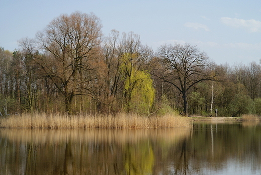 Wiosna nad stawem