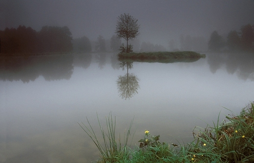 Samotnik