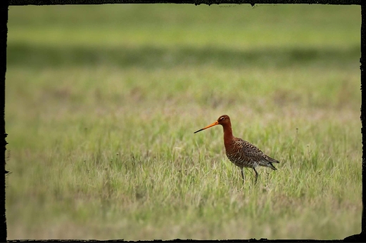 Rycyk, szlamik rycyk Limosa limosa