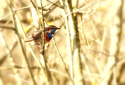 Podrniczek Luscinia svecica