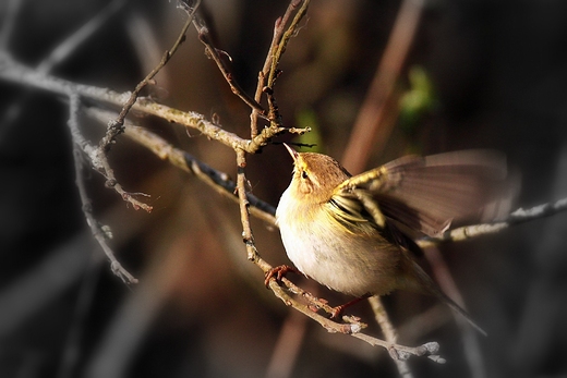 Piecuszek Phylloscopus trochilus