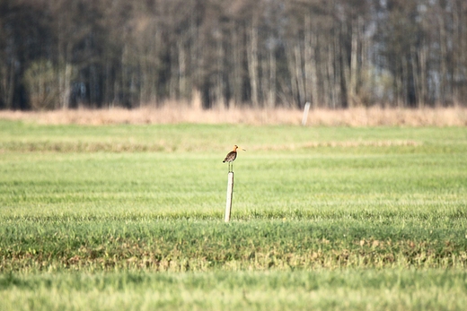 Rycyk, szlamik rycyk Limosa limosa