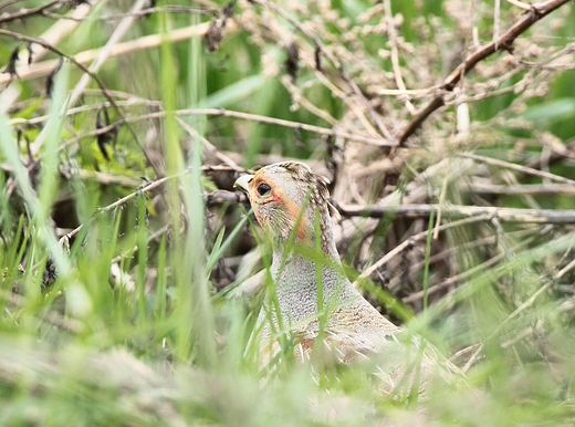 Kuropatwa Perdix perdix