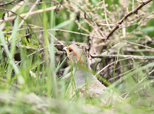 Kuropatwa Perdix perdix